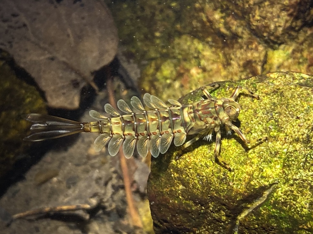 Siphluriscus chinensis from 中国福建省厦门市集美区 on April 3, 2023 at 09:11 PM by ...