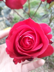 Rosa