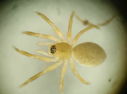 Peponocranium orbiculatum