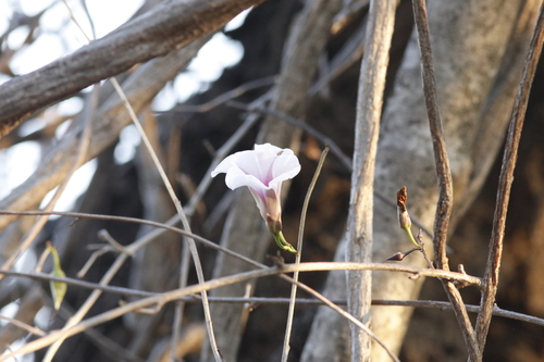 Image of Ipomoea shirambensis by (c) Karen Eichholz, some rights reserved (CC BY)