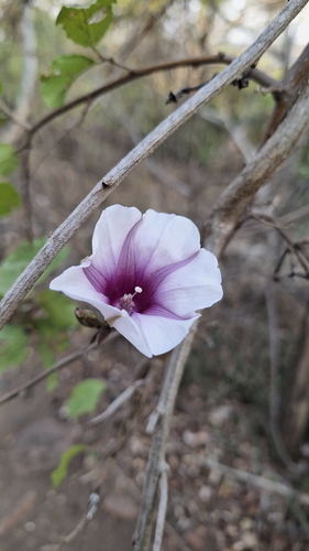 Image of Ipomoea shirambensis by (c) Karen Eichholz, some rights reserved (CC BY)