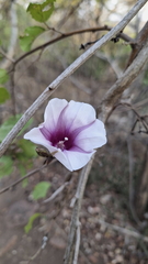 Ipomoea shirambensis, photograph (c) Karen Eichholz, some rights reserved (CC BY)