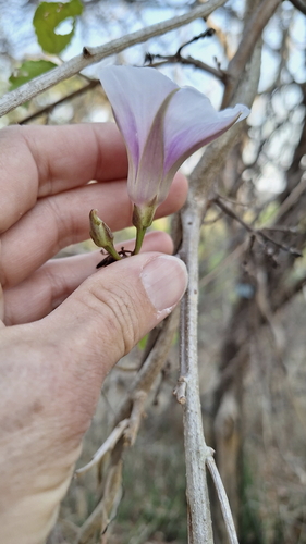 Ipomoea shirambensis, photograph 6