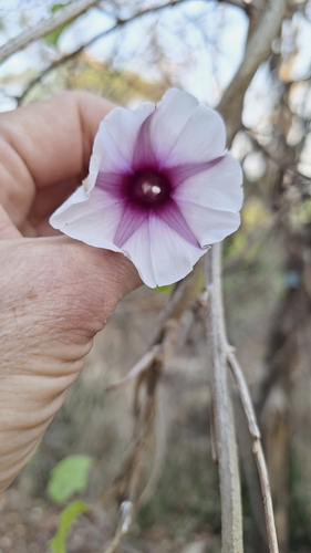 Image of Ipomoea shirambensis by (c) Karen Eichholz, some rights reserved (CC BY)