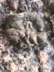 Dermatocarpon americanum