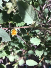 Abutilon parvulum