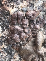 Dermatocarpon americanum