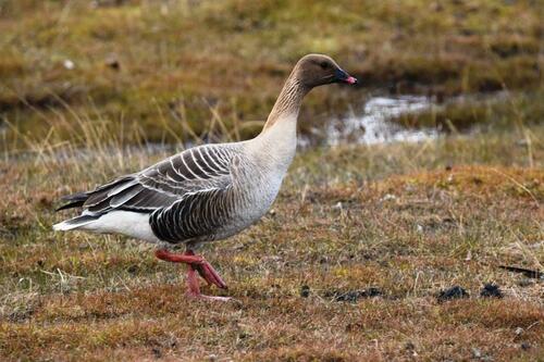 Pink-footed Goose, photo 8 of 8