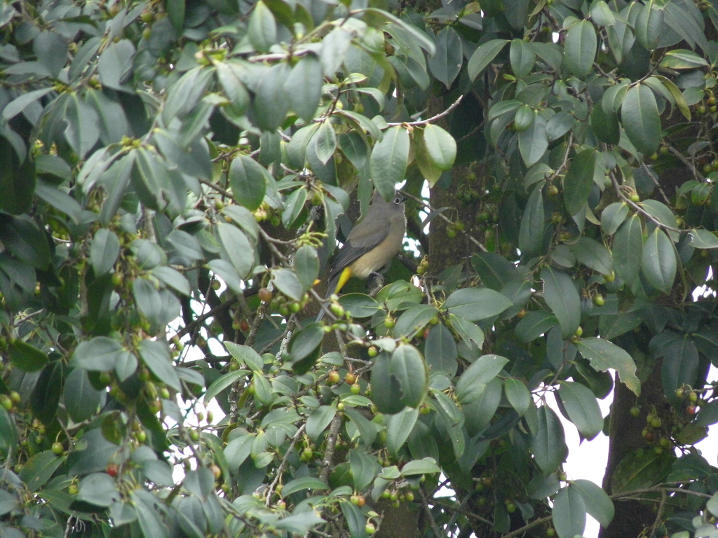 Capulinero gris desde Manzana 004, 51247 Santo Tomás el Pedregal, Méx