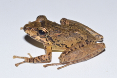 Pristimantis w-nigrum