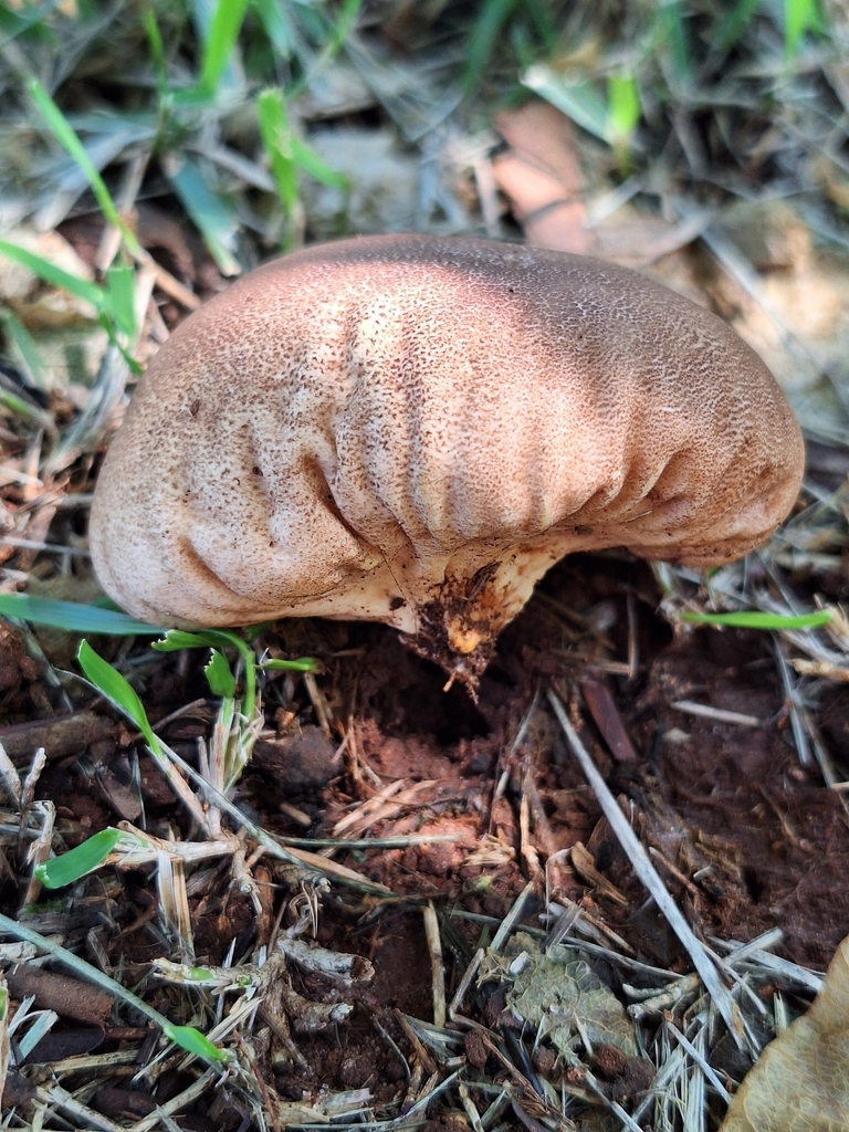 Calvatia rugosa · December 2023 · photo: © deniszabin (iNaturalist, cc-by)