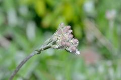 Antennaria plantaginifolia