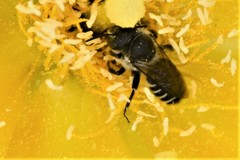 Lithurgopsis gibbosa