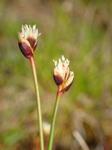 Juncus triglumis L.