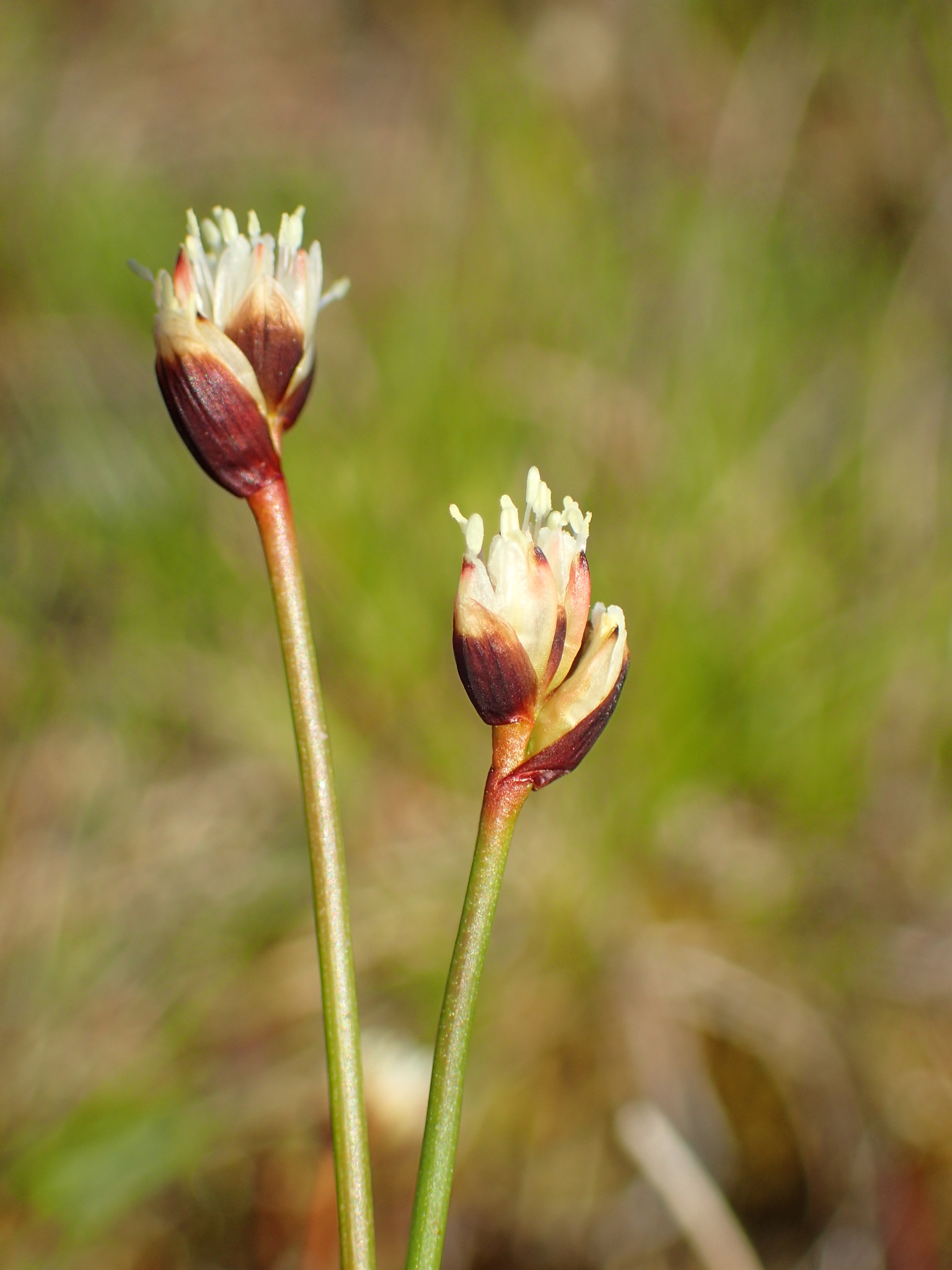 Juncus triglumis