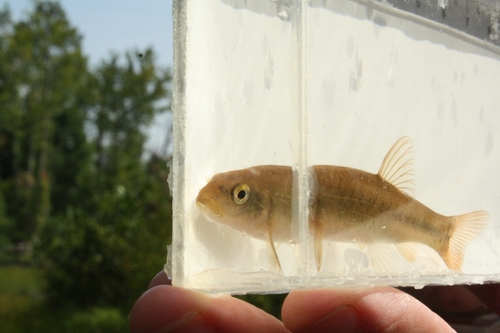 Cutlips minnow (Exoglossum maxillingua) — Cyprinidae