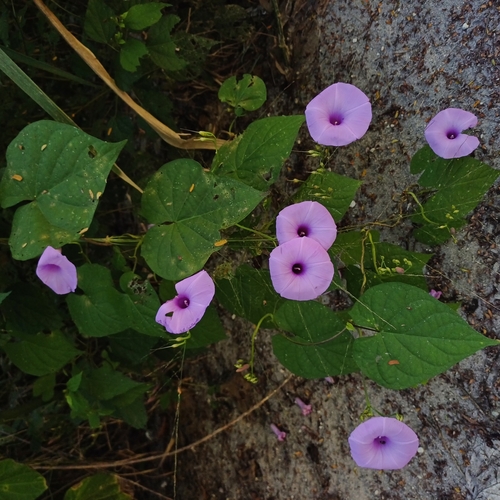 Image of Ipomoea splendor by (c) David Umanzor, some rights reserved (CC BY)