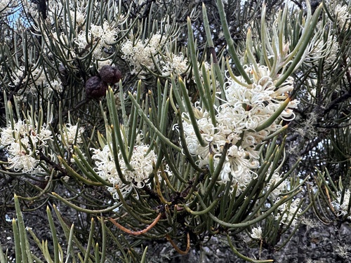 Hakea lissosperma R.Br.