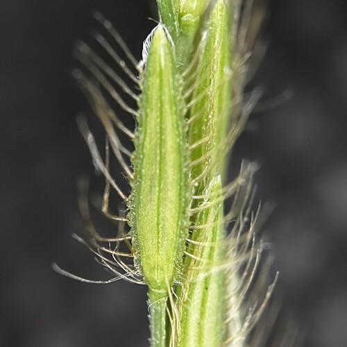 Digitaria pruriens iNat (1)
