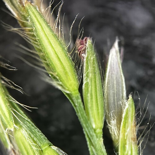 Image of Digitaria setigera by (c) scallions, some rights reserved (CC BY)