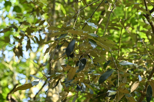 Image of Quercus gilva by (c) 曾昱承 Yu-Cheng Zeng, some rights reserved (CC BY)