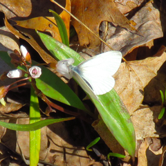 Pieris virginiensis