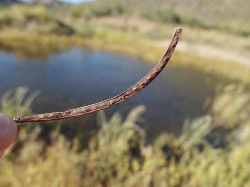 Image of Desmanthus covillei by (c) Sue Carnahan, some rights reserved (CC BY)