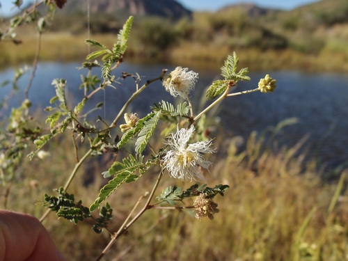 Image of Desmanthus covillei by (c) Sue Carnahan, some rights reserved (CC BY)