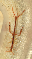 Caprelloidea