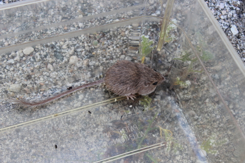 iNaturalist observation photo of Spiny Pocket Mouse
