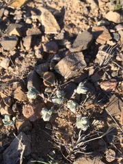 Stylocline micropoides