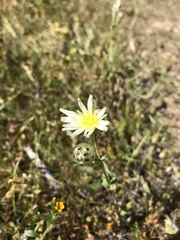 Malacothrix coulteri