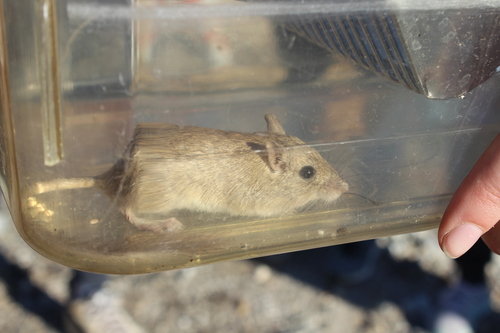 iNaturalist observation photo of Long-tailed Pocket Mouse