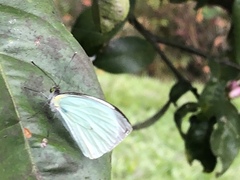 Leptophobia