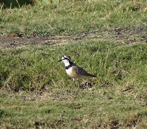 Madagaskarregenpfeifer (Anarhynchus thoracicus)