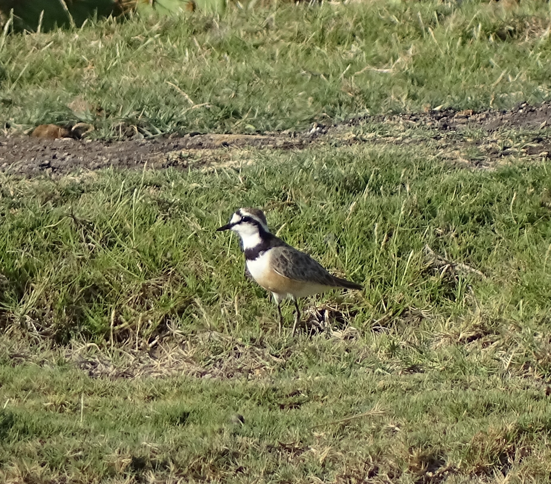 Madagascar Plover illustration