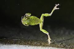 Baoxing Tree Frog photo 3