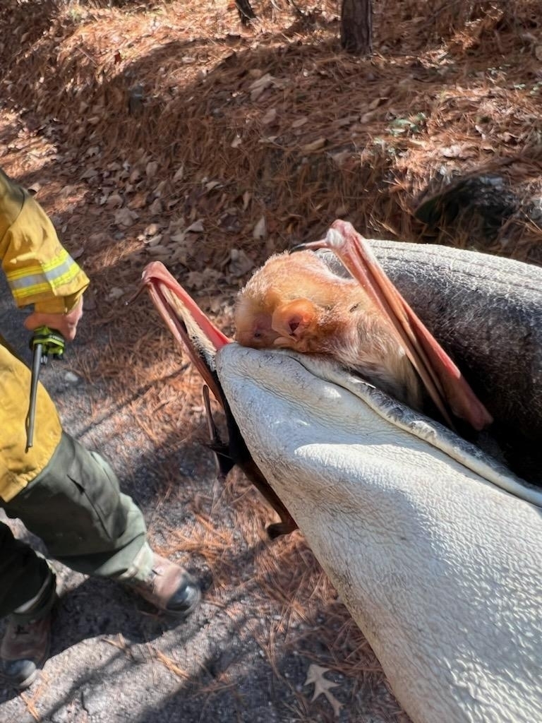 Red Bat Capture Eastern Red Bat from Elgin, SC 29045, USA on November 28, 2023 by ...
