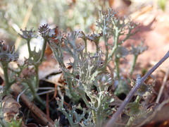 Cladonia multiformis
