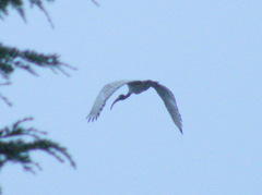 Threskiornis aethiopicus