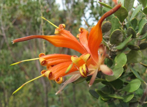 Image of Lambertia inermis by (c) Gail A Baker, some rights reserved (CC BY)