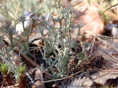 Cladonia multiformis