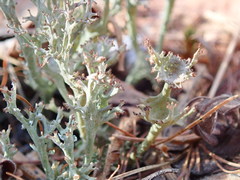 Cladonia multiformis