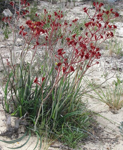 Image of Anigozanthos rufus by (c) Gail A Baker, some rights reserved (CC BY)