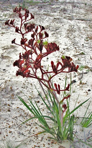 Image of Anigozanthos rufus by (c) Gail A Baker, some rights reserved (CC BY)