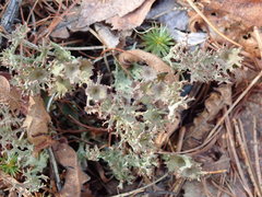 Cladonia multiformis