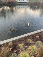Branta canadensis