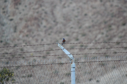 iNaturalist observation photo of Western Bluebird
