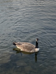 Branta canadensis