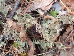 Cladonia multiformis
